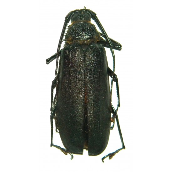 Rugosophysis frater
