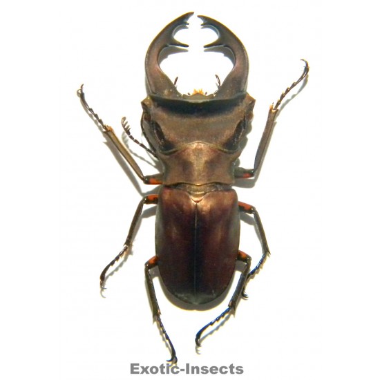 Cyclommatus weinreichi...