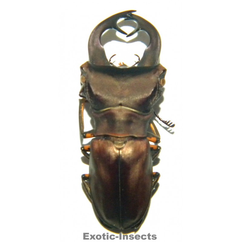 Cyclommatus weinreichi (39mm)  SPECIMEN 15