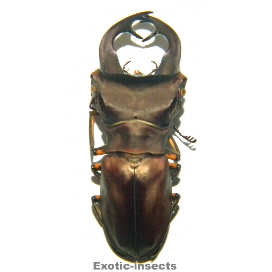 Cyclommatus weinreichi (39mm)  SPECIMEN 15