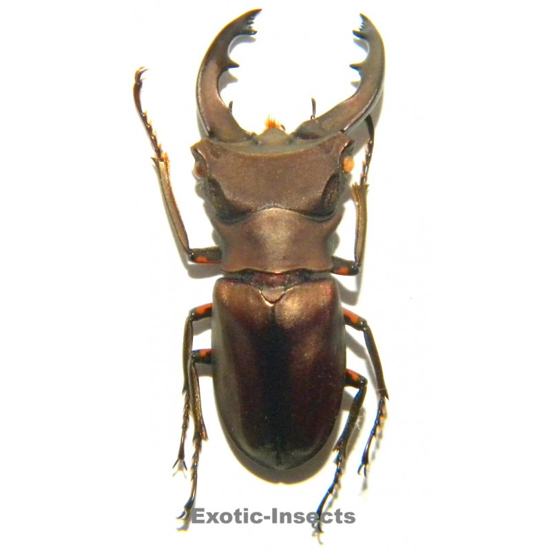 Cyclommatus weinreichi (33mm)  SPECIMEN 16