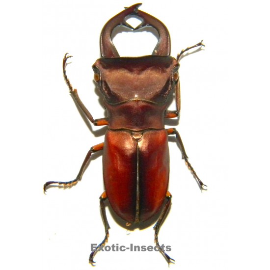 Cyclommatus weinreichi...
