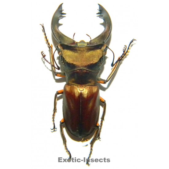 Cyclommatus weinreichi (37mm)  SPECIMEN 18