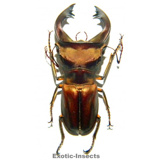 Cyclommatus weinreichi...