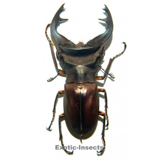 Cyclommatus weinreichi...