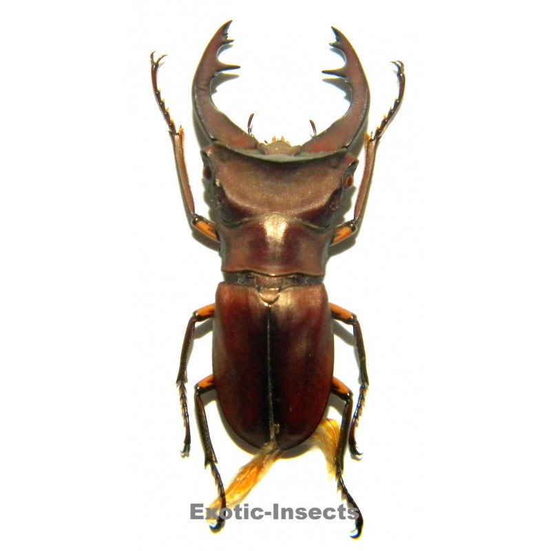 Cyclommatus weinreichi (36mm)  SPECIMEN 21