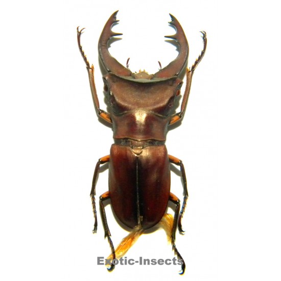 Cyclommatus weinreichi (36mm)  SPECIMEN 21