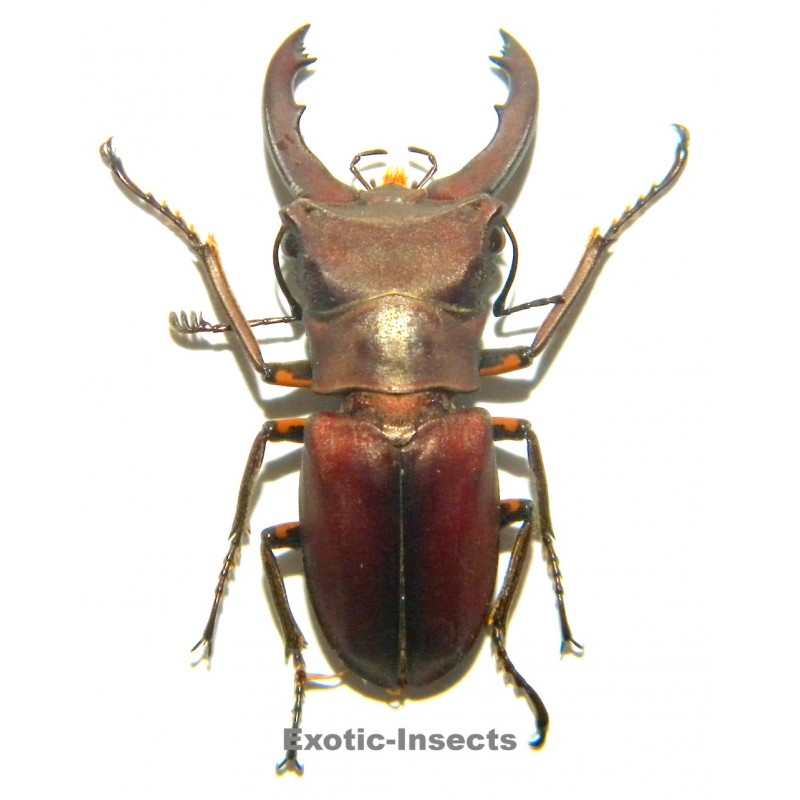 Cyclommatus weinreichi (30mm)  SPECIMEN 22