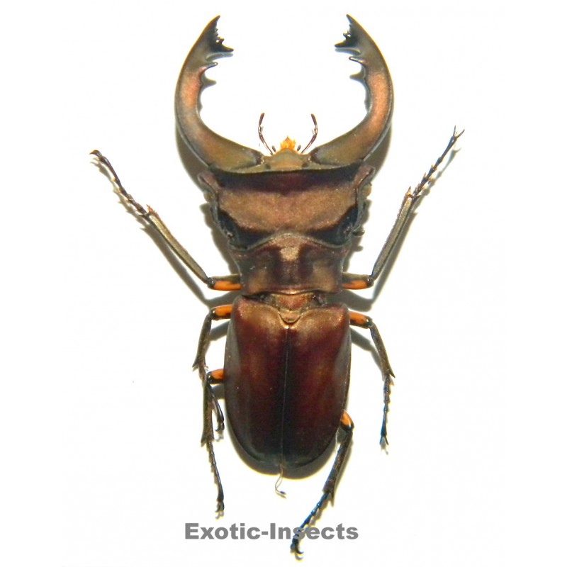Cyclommatus pulchellus (37mm)  SPECIMEN 01