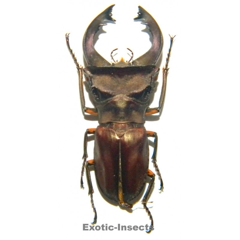 Cyclommatus pulchellus (40mm)  SPECIMEN 02