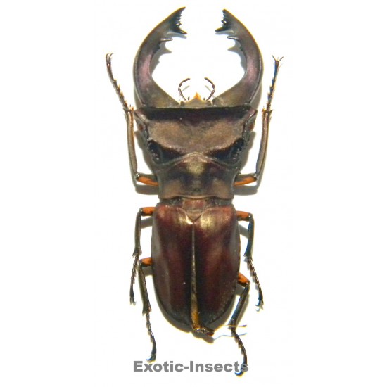 Cyclommatus pulchellus (40mm)  SPECIMEN 02