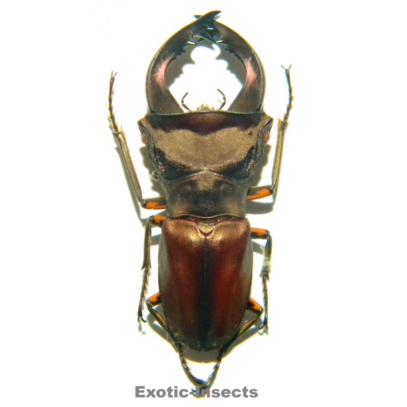 Cyclommatus pulchellus (37mm)  SPECIMEN 03