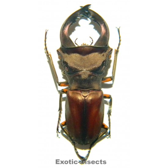 Cyclommatus pulchellus (37mm)  SPECIMEN 03