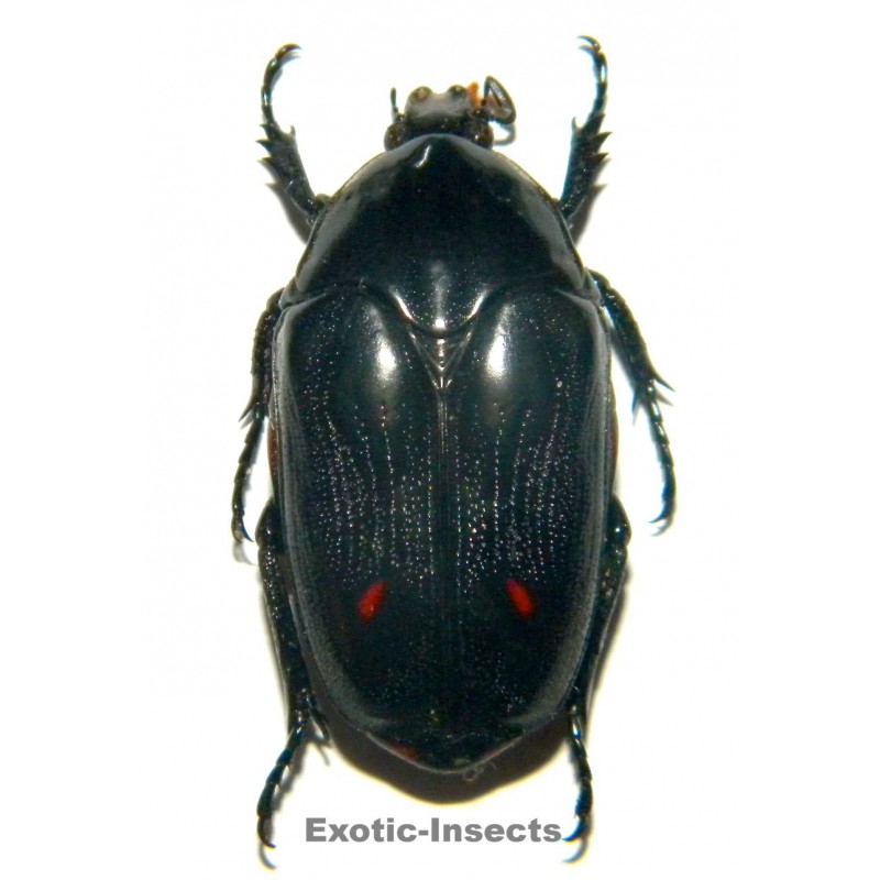 Clerota budda  BLACK FORM