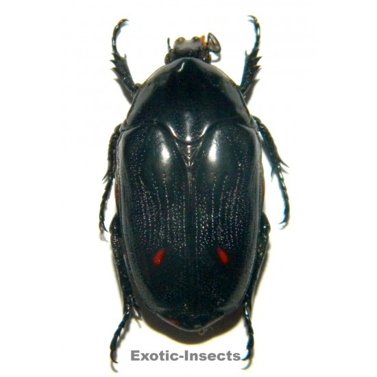 Clerota budda  BLACK FORM