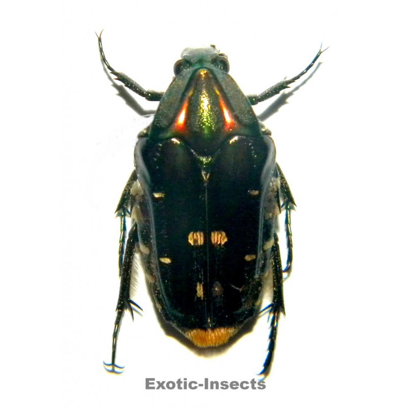 Coilodera trisulcata