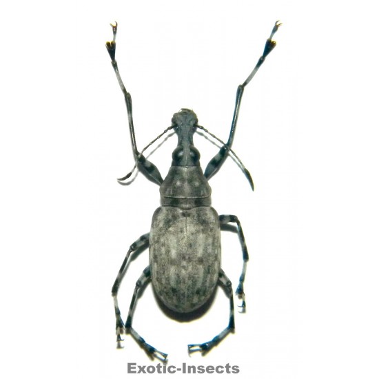 Acanthothorax longicornis