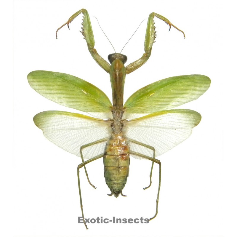 Hierodula membranacea