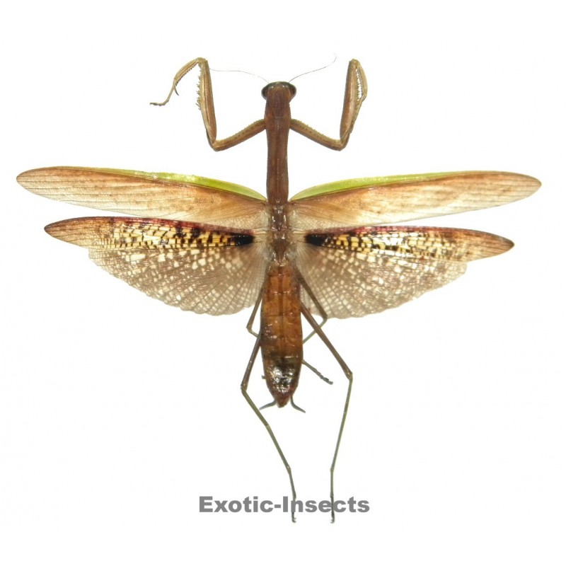 Tenodera aridifolia