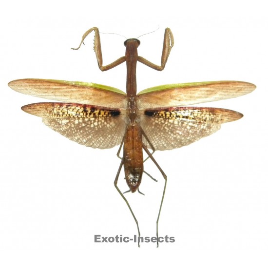 Tenodera aridifolia