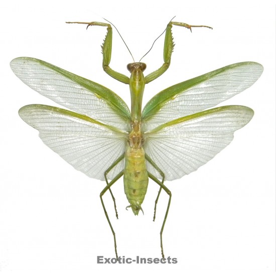 Hierodula membranacea