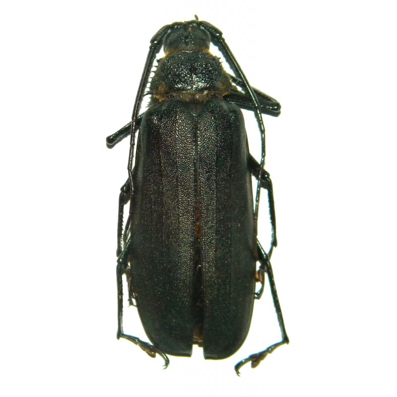 Rugosophysis frater (45-49mm)