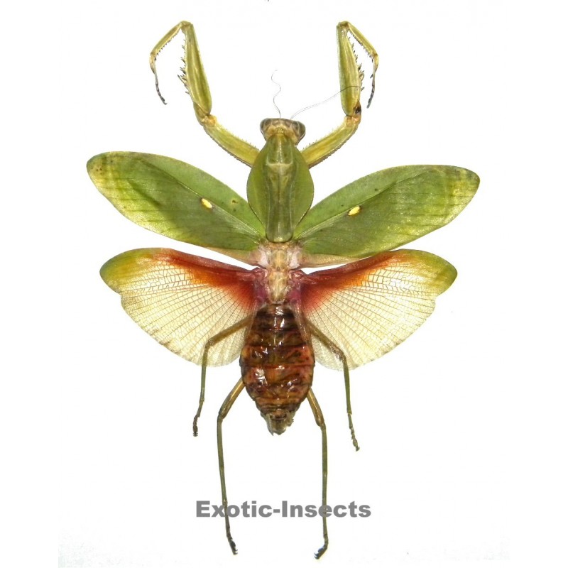 Rhombodera javana