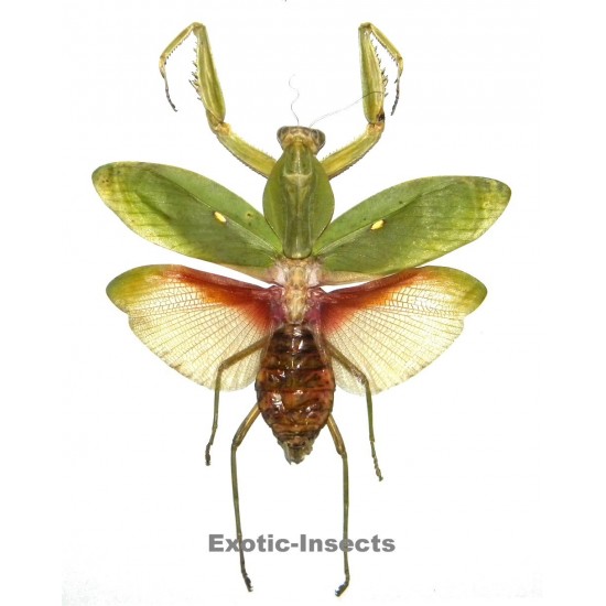 Rhombodera javana