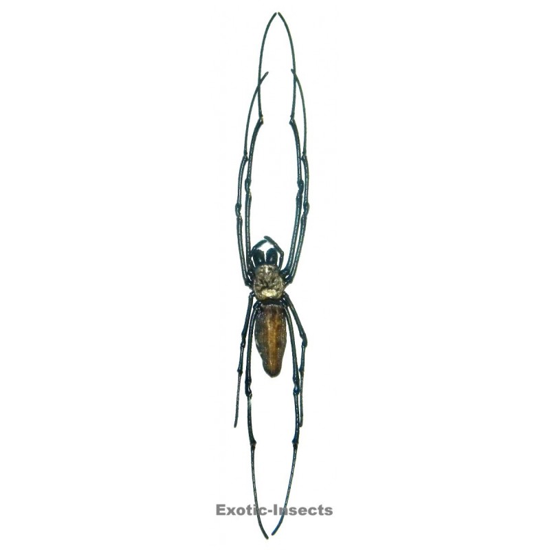 Nephila pilipes hasselti
