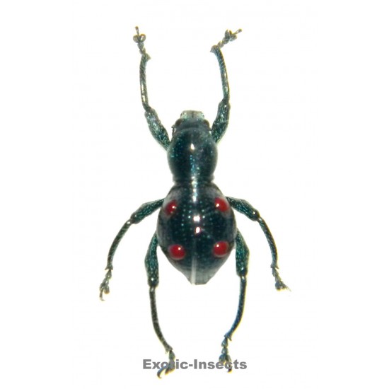 Pantorhytes biakensis