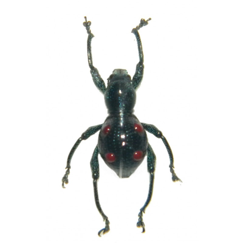 Pantorhytes biakensis