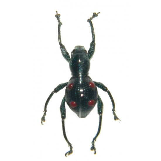 Pantorhytes biakensis