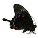 Papilio karna karna