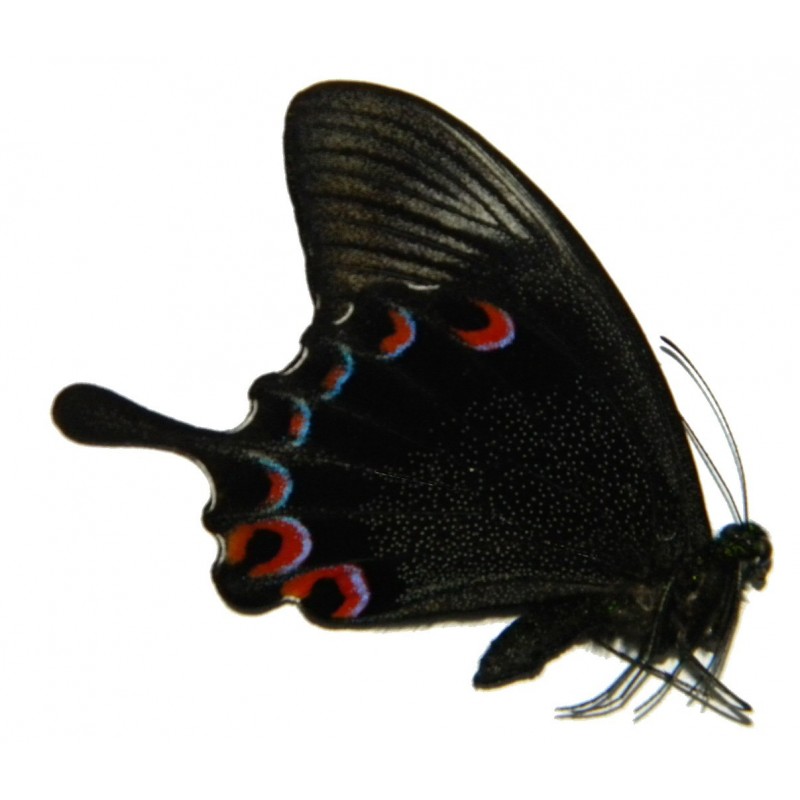Papilio karna karna