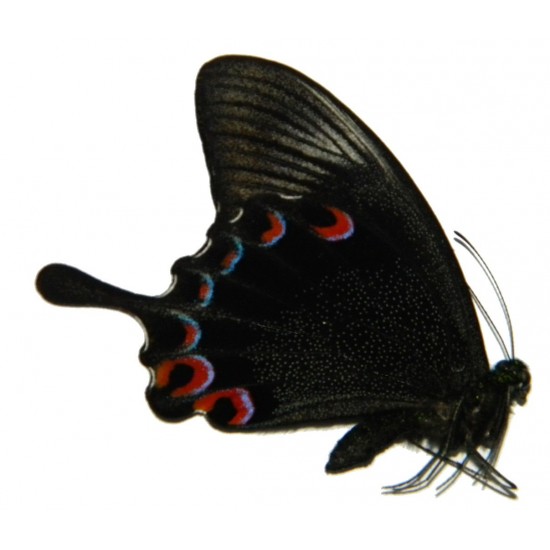Papilio karna karna
