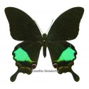 Papilio karna karna