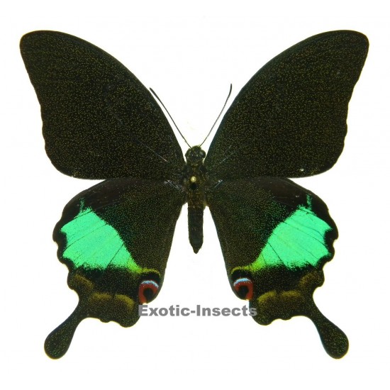 Papilio karna karna