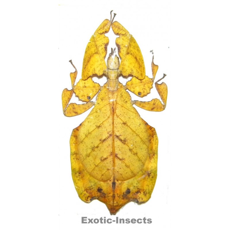 Phyllium pulchrifolium YELLOW FORM