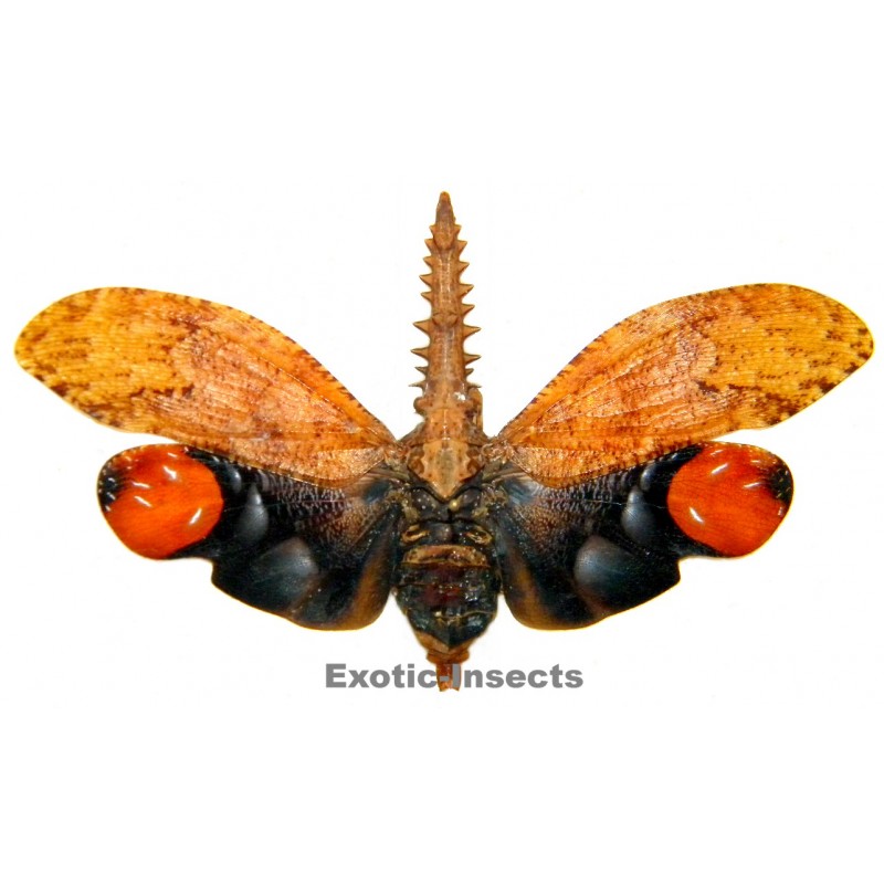 Cathedra serrata