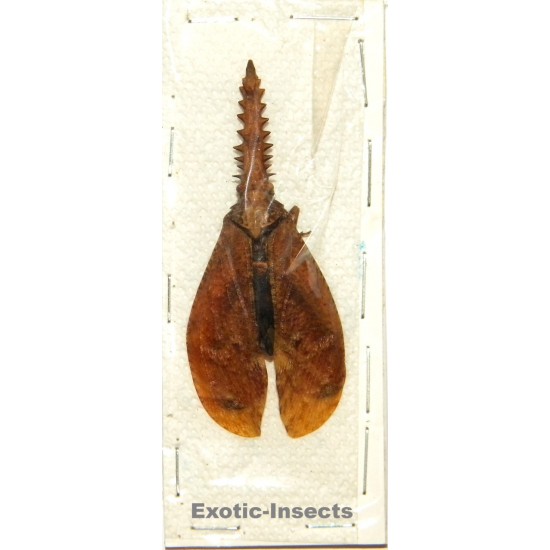 Cathedra serrata
