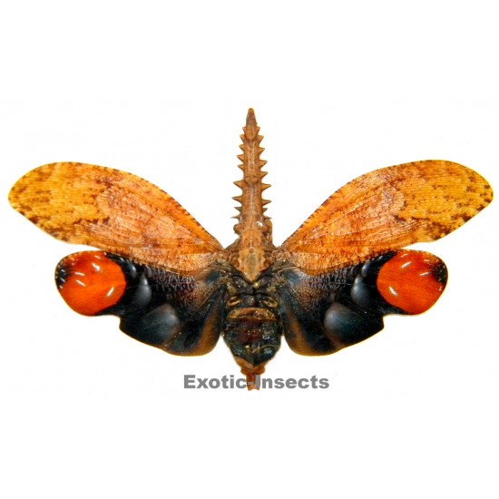 Cathedra serrata