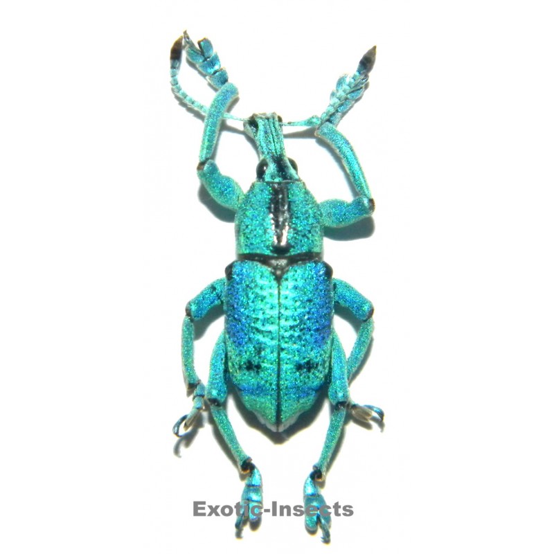 Eupholus sulisi
