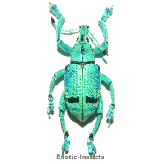 Eupholus sulisi