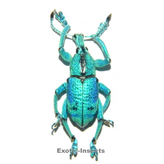 Eupholus sulisi