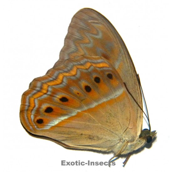 Cirrochroa imperatrix