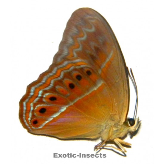 Cirrochroa imperatrix