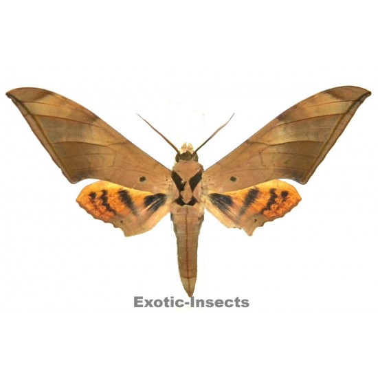 Ambulyx pryeri