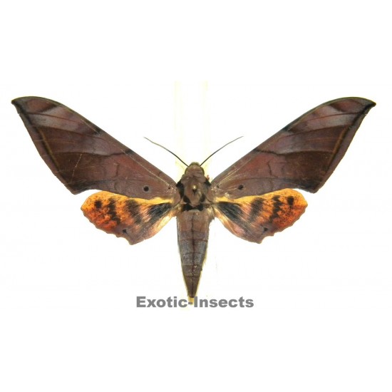 Ambulyx pryeri