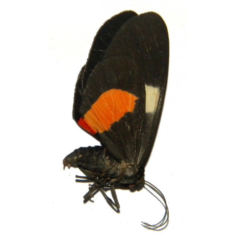 Eumilionia mediofasciata