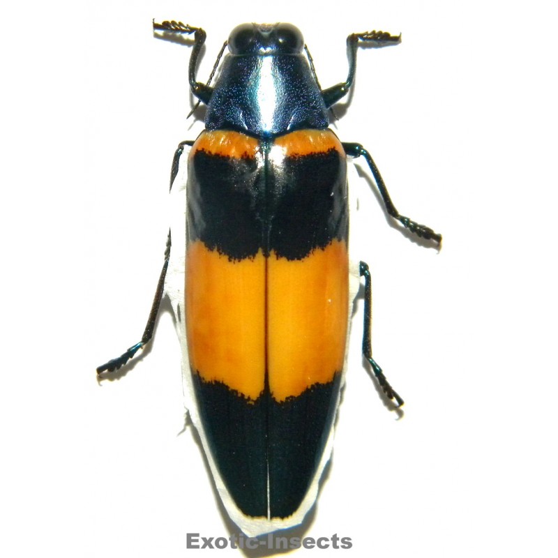 Chrysochroa miribella SPECIMEN 1  (46mm)